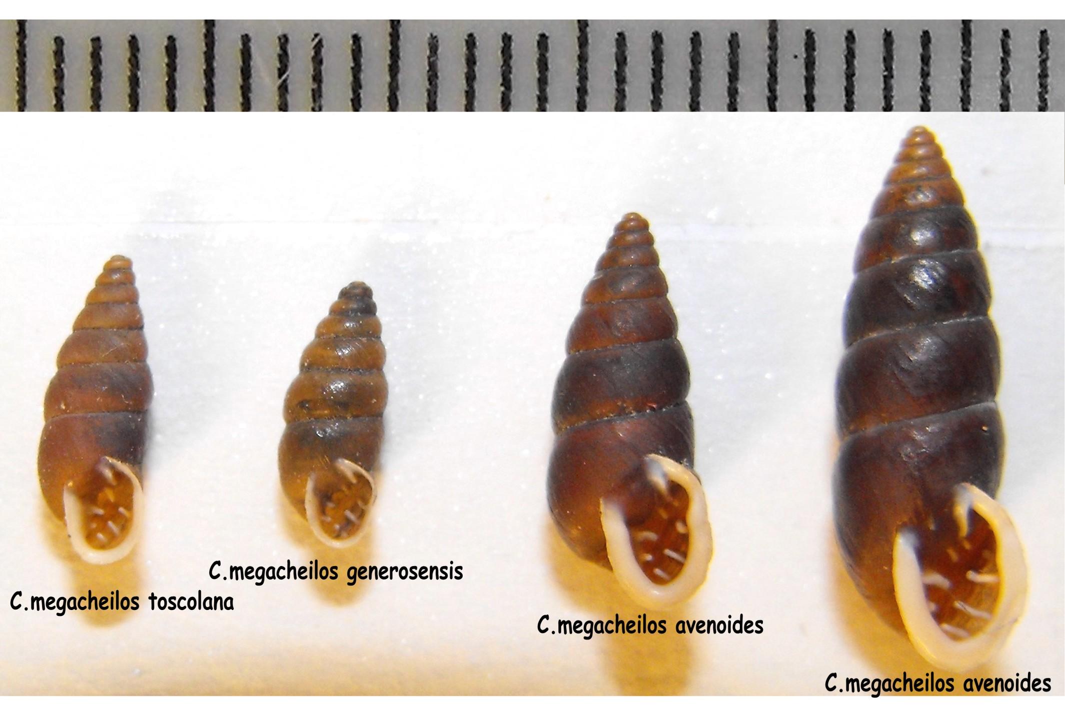 Chondrinidae dalla Val Vestino